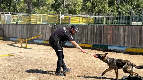 Los perros del Cuerpo Nacional de Polic&iacute;a, L&uacute;a, Bruno, Babos y Avispa, muestran sus habilidades en una exhibici&oacute;n.