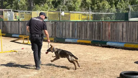 Los perros del Cuerpo Nacional de Polic&iacute;a, L&uacute;a, Bruno, Babos y Avispa, muestran sus habilidades en una exhibici&oacute;n.