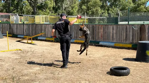 Los perros del Cuerpo Nacional de Polic&iacute;a, L&uacute;a, Bruno, Babos y Avispa, muestran sus habilidades en una exhibici&oacute;n.