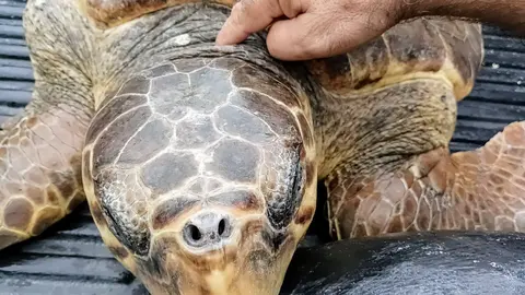  Tortugas CECAM 