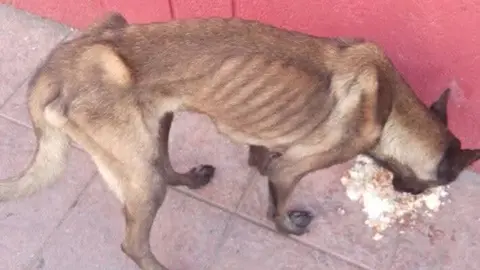Un perro abandonado de la raza malinois al borde de la inanici&oacute;n.