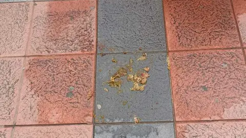 Excrementos con lombrices en el Pol&iacute;gono V&iacute;rgen de &Aacute;frica.