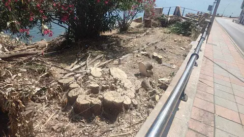 Talas de árboles denunciadas por Daubma2