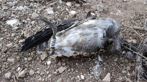Pollo de gaviota de Audouin muerto en el Hacho / SEO