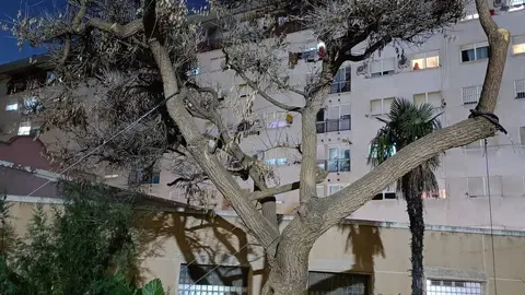 Estado del &aacute;rbol que denuncia Daubma.