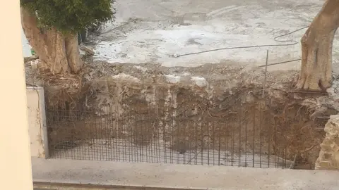 Ra&iacute;ces hormigonadas en los ficus del entorno del Siete Colinas / DAUBMA