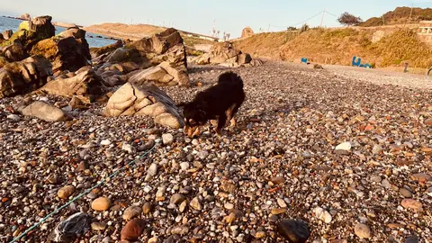 Un perro en la playa de Los Corrales / CAD