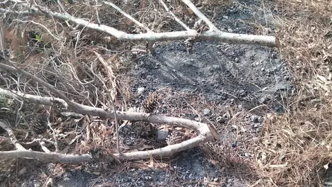 Restos calcinados de &aacute;rboles antiguos incendios en el monte. / DAUBMA