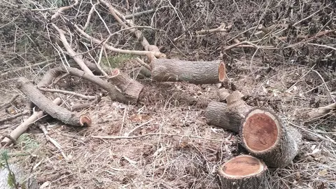 Restos de talas y podas. / DAUBMA