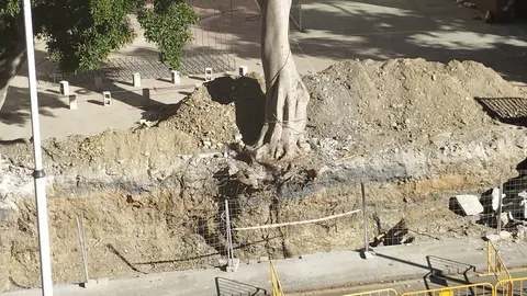 ficus siete colinas