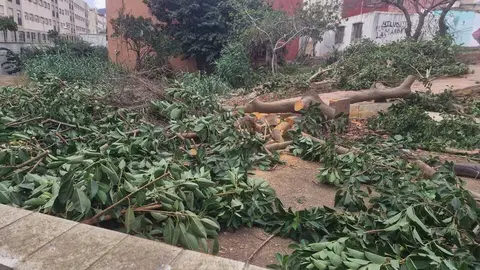 &Aacute;rboles talados en Huerta Tellez.
