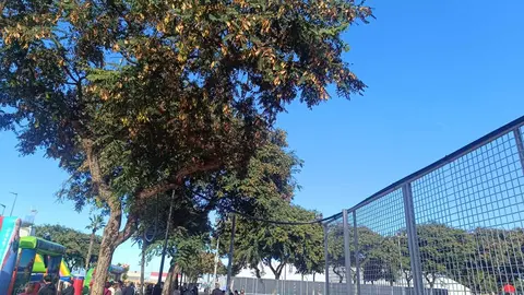 DAUBMA denuncia el uso "inaceptable" de &aacute;rboles del Parque Juan Carlos I como soporte de una instalaci&oacute;n privada