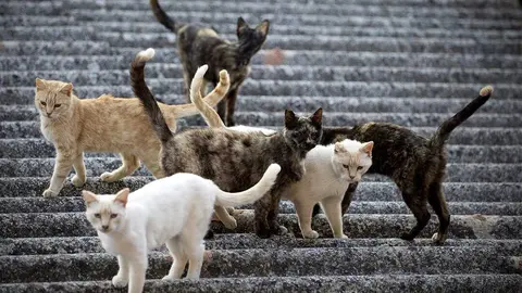 Gatos callejeros / DAUBMA