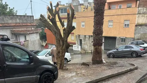 Talas y podas de &aacute;rboles denunciadas por Daubma.