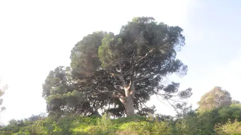 Pino bicentenario en Calamocarro &aacute;rbol naturaleza