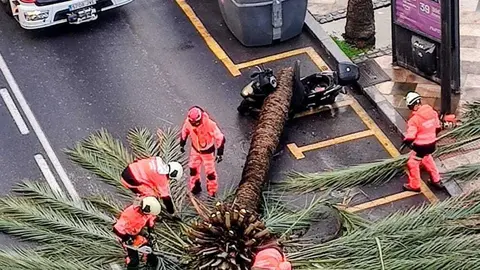 Palmera ca&iacute;da en La Marina.