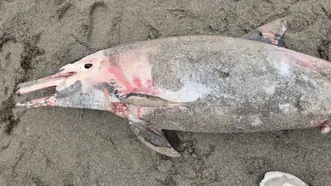 delfin varado marzo26