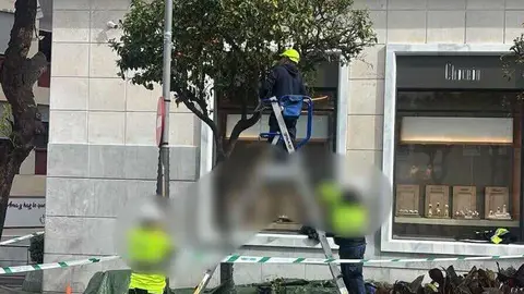 Operarios trabajando en un &aacute;rbol. / Daubma