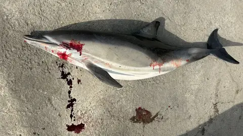 delfin muerto mayo 26