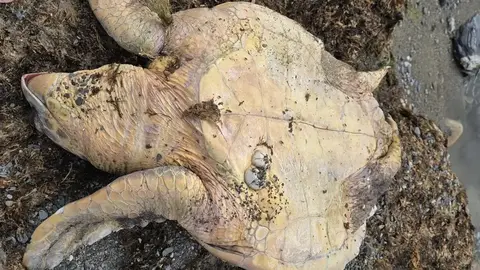 tortuga muerta daubma may26
