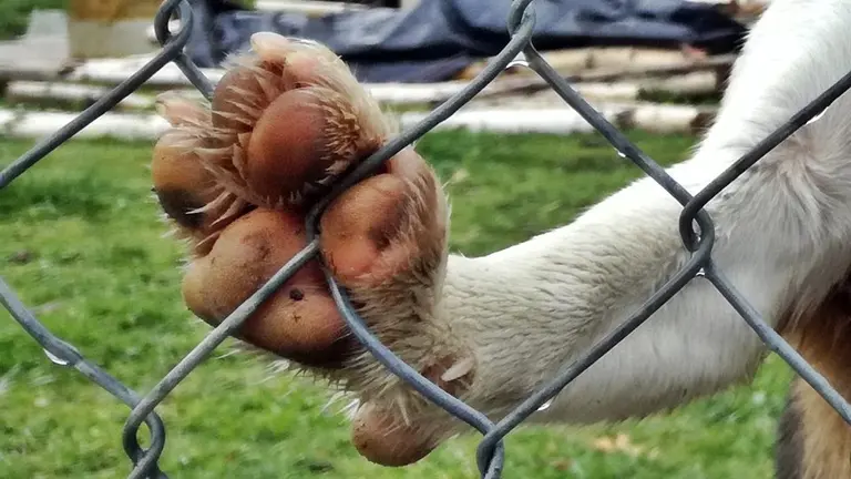 perro valla recurso