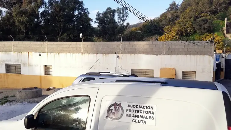protectora animales