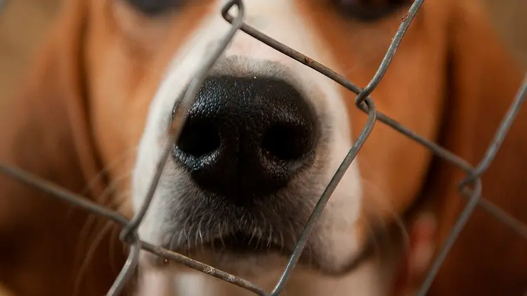 perro beagle perrera jaula