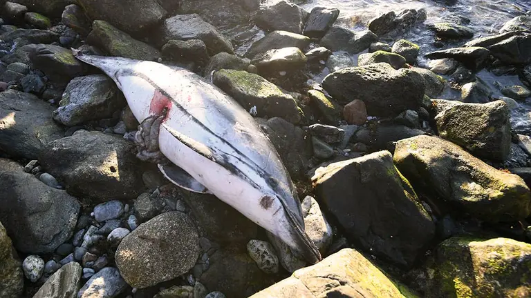 Delf&iacute;n muerto varado en la costa de Benz&uacute;