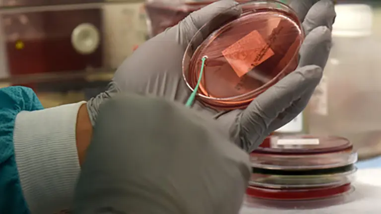 A 48th Medical Support Squadron laboratory technician performs a microbiology test at Royal Air Force Lakenheath, England, Aug.14, 2019. Each year, the lab runs more than 268,000 tests and 200,000 of them are done at RAF Lakenheath, while the others are done in the states.  (U.S. Air Force photo by Airman 1st Class Madeline Herzog)
