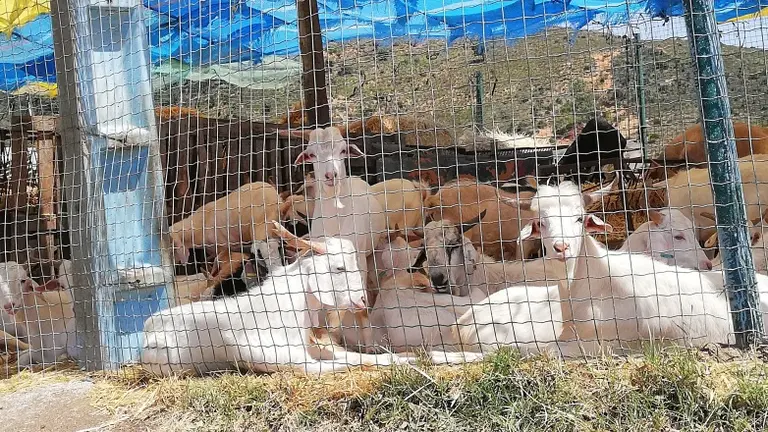 borregos cabras apaisada