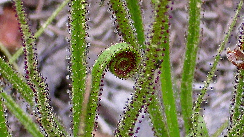 Drosophyllum lusitanicum