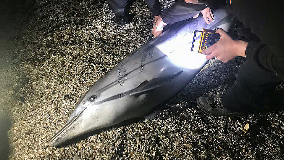Delfin muerto foto CECAM