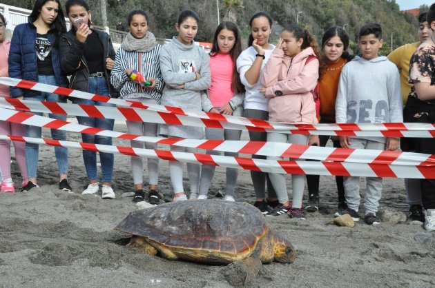 tortuga 630 dic2019
