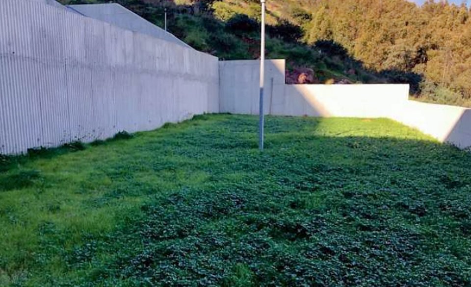 campo 317