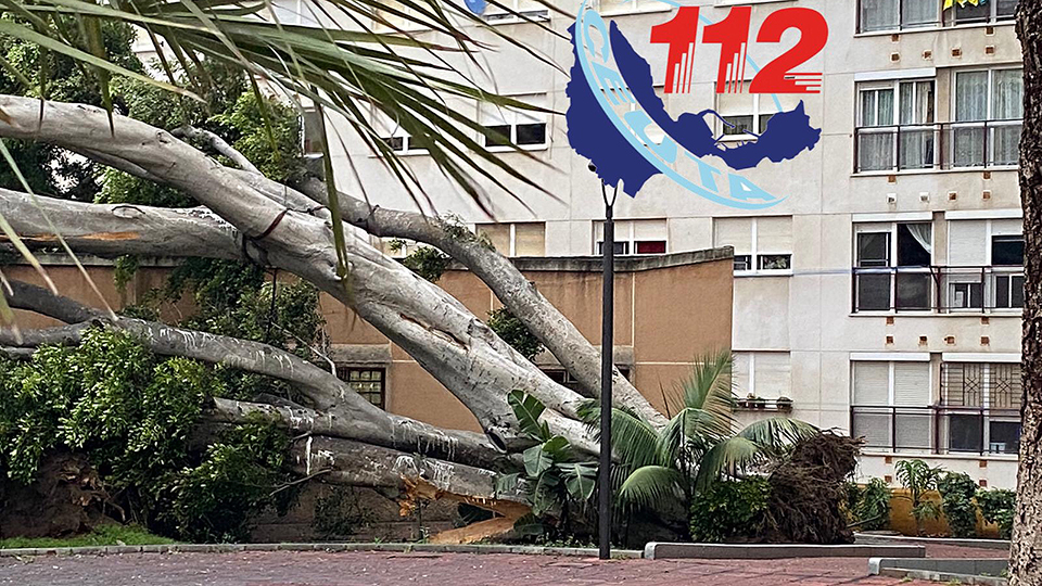 ärbol caído en el parque de Argentinna