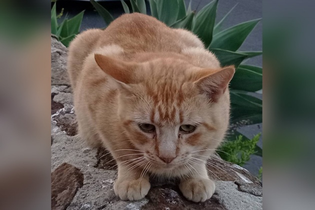 gato ilias 2 ene22