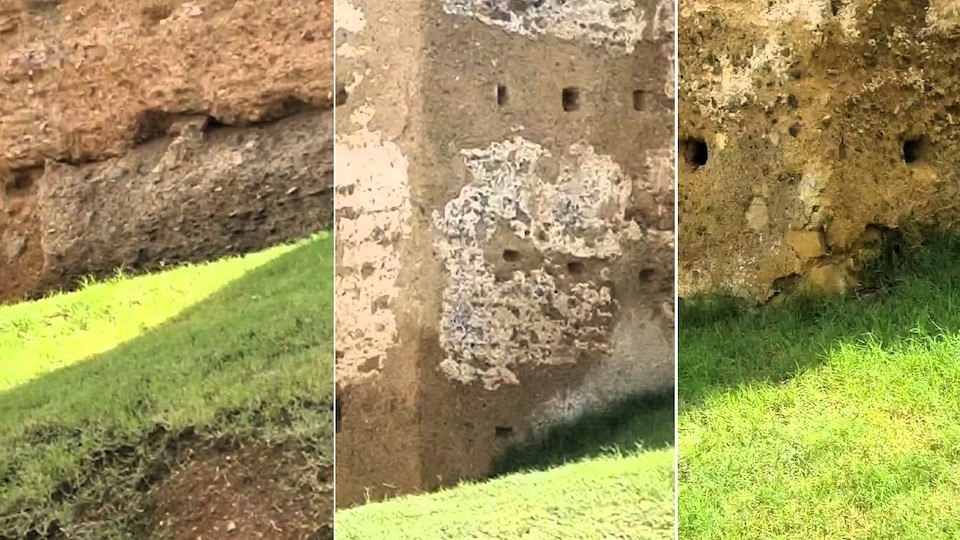 Tras el úlitmo incendio, ni se ha limpiado la zona ni podado un plamito afectado por las llamas.