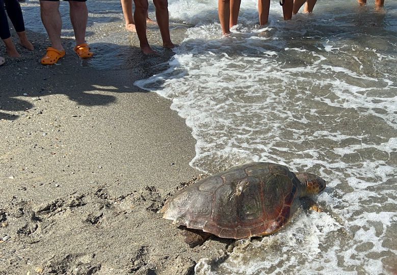 El CECAM suelta una tortuga