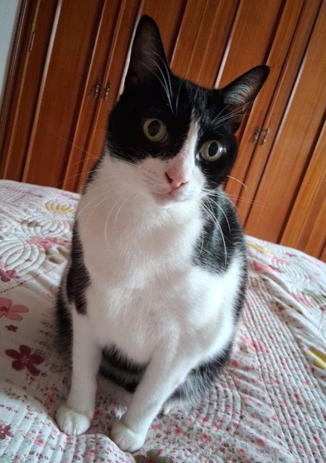 mimo gato perdido