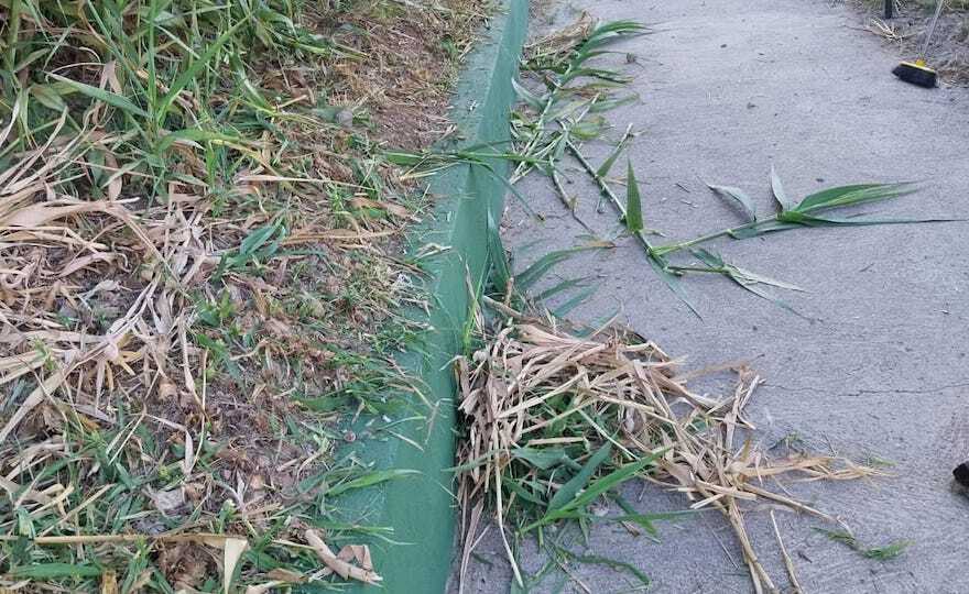 Restos vegetales abandonados en el Recinto Sur.