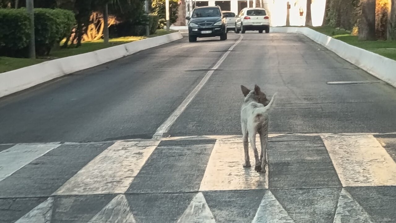perro rabia en marina