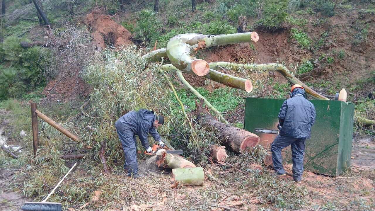 Las brigadas forestales trabajan en los montes para recuperar los senderos y eliminar los árboles caídos durante el temporal / Cedida